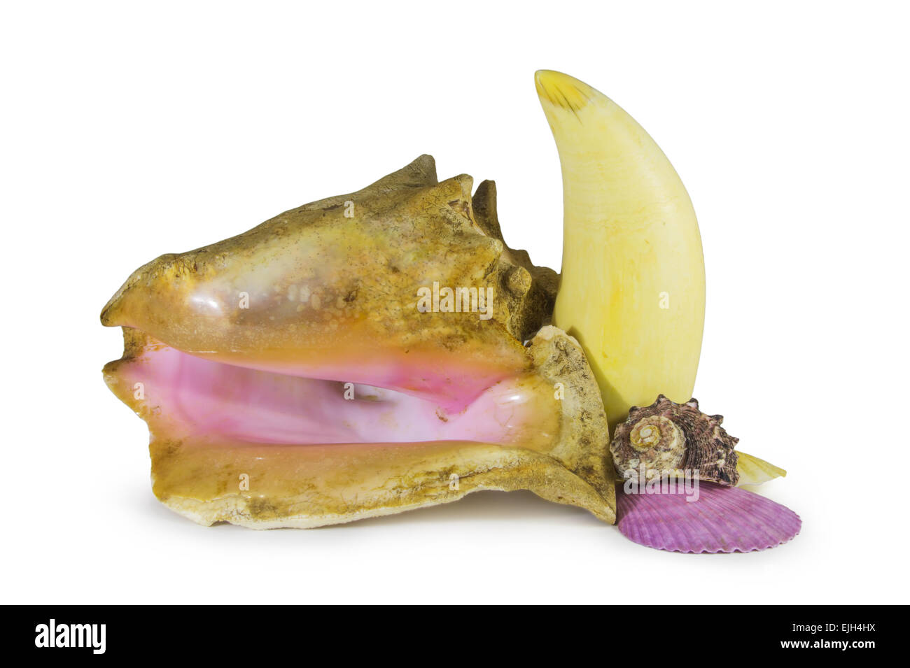 Bella composizione dei gusci dei molluschi e il dente di capodoglio su sfondo bianco Foto Stock