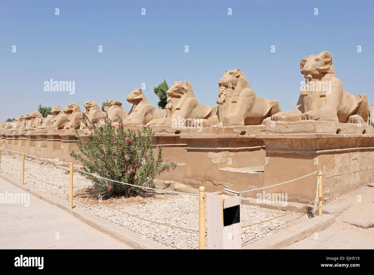 Avenue di montoni all'ingresso del tempio di Karnak Luxor Egitto Foto Stock