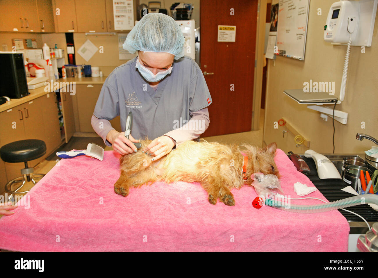 Una femmina di piccoli animali assistente veterinario prepara per aiutare il neutro di un giovane Epagneul Breton cane in una sala operatoria in un Foto Stock