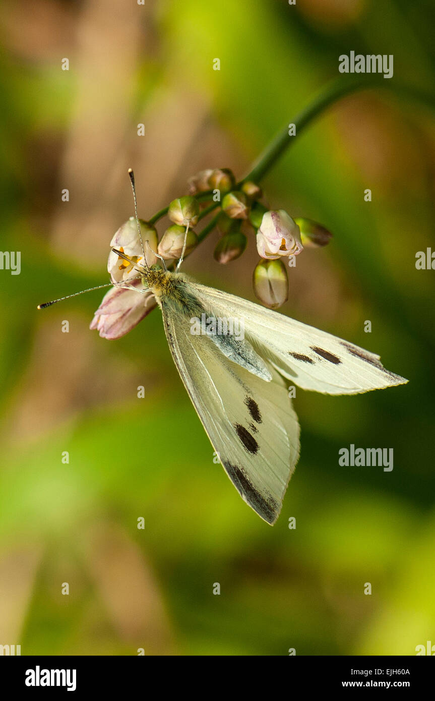 Stretto-winged bianco perla Butterfly, Elodina padusa presso lo Zoo di Melbourne Foto Stock