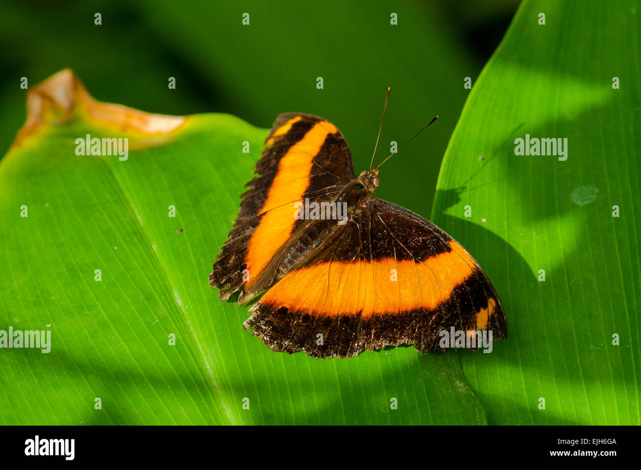 Arancio-piano nastrati Butterfly, Lexias aeropa presso lo Zoo di Melbourne Foto Stock