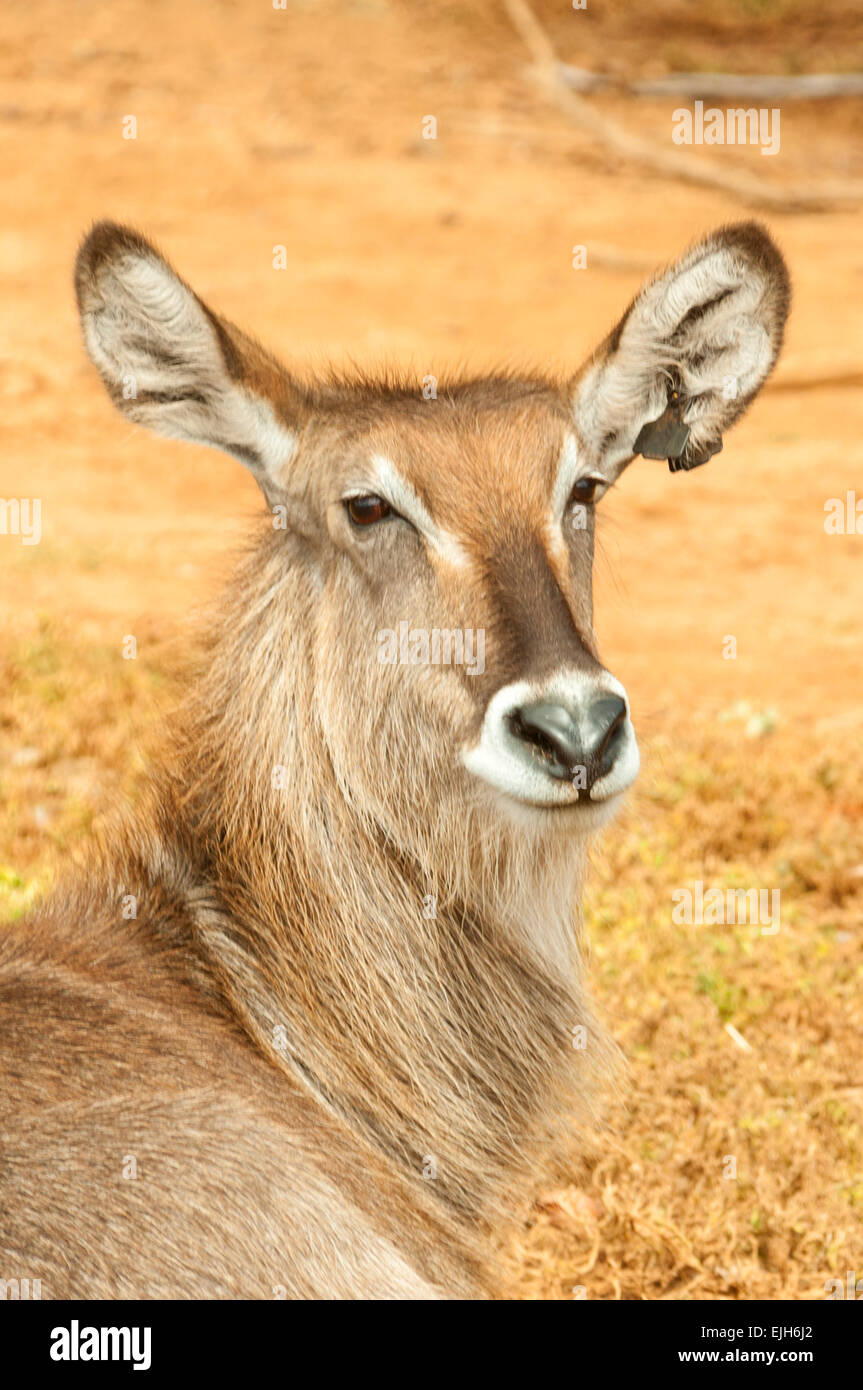 Waterbuck, Kobus ellipsiprymnus a Werribee Zoo aperto Foto Stock