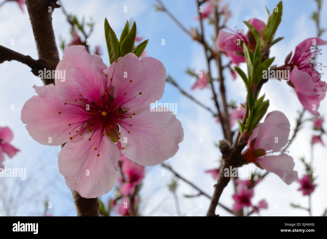 Rosa pesca primavera sbocciano i fiori, con cielo blu e Sfondo nuvola. Nature bella immagine del pesco petalo. Foto Stock