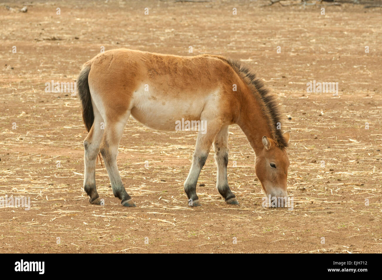 Wild Horse mongola, Equus ferus a Werribee Zoo aperto Foto Stock