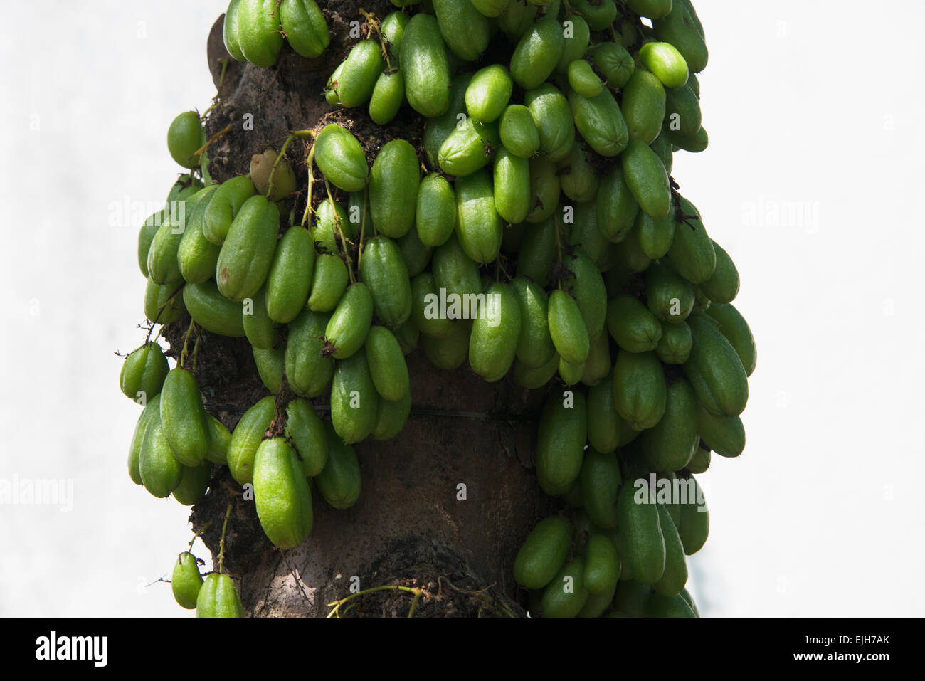 Belimbing frutta, Yogyakarta, Java, Indonesia Foto Stock