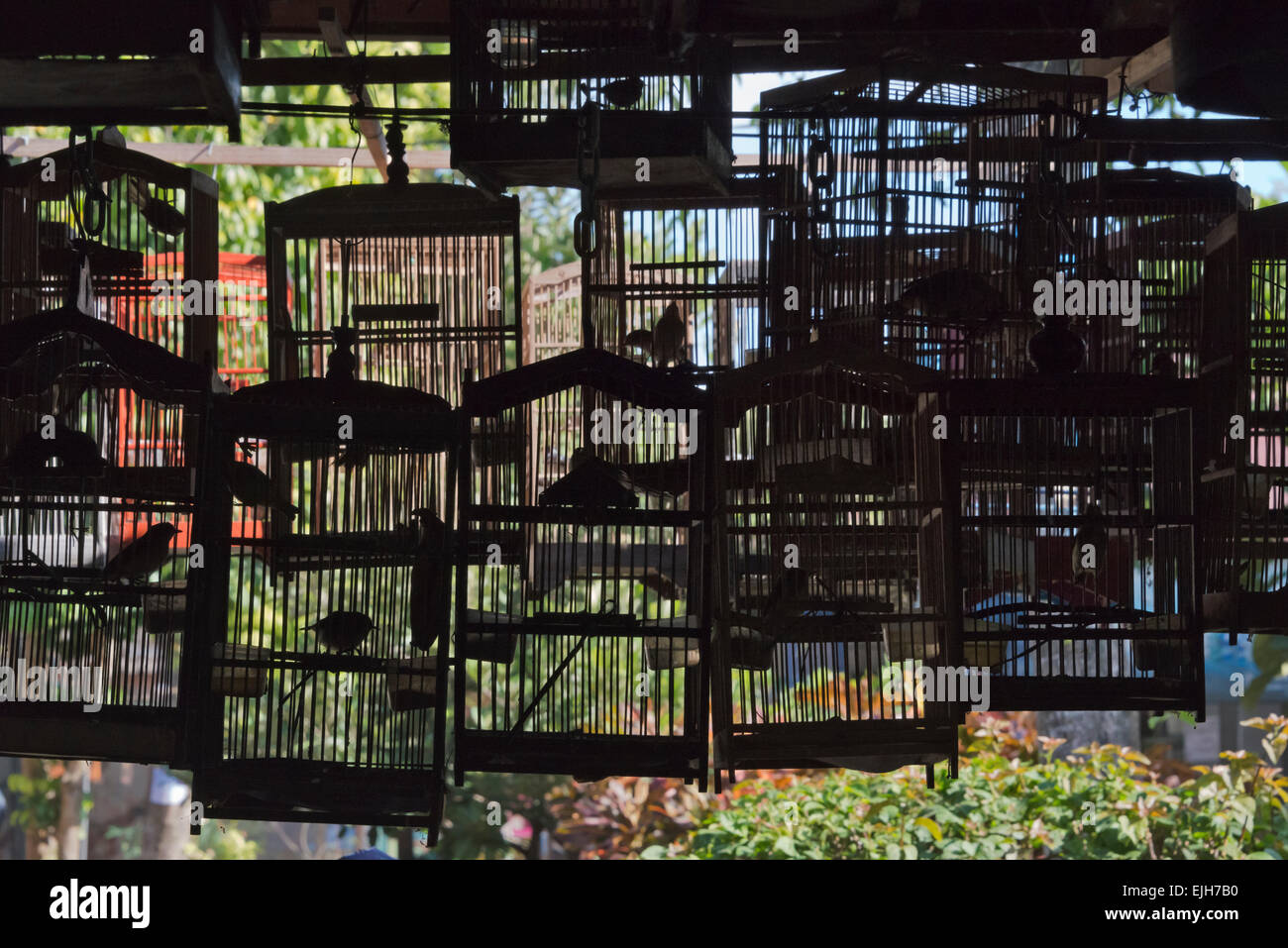 Gabbie di uccelli a Ngasem tradizionale mercato di uccelli, Yogyakarta, Java, Indonesia Foto Stock