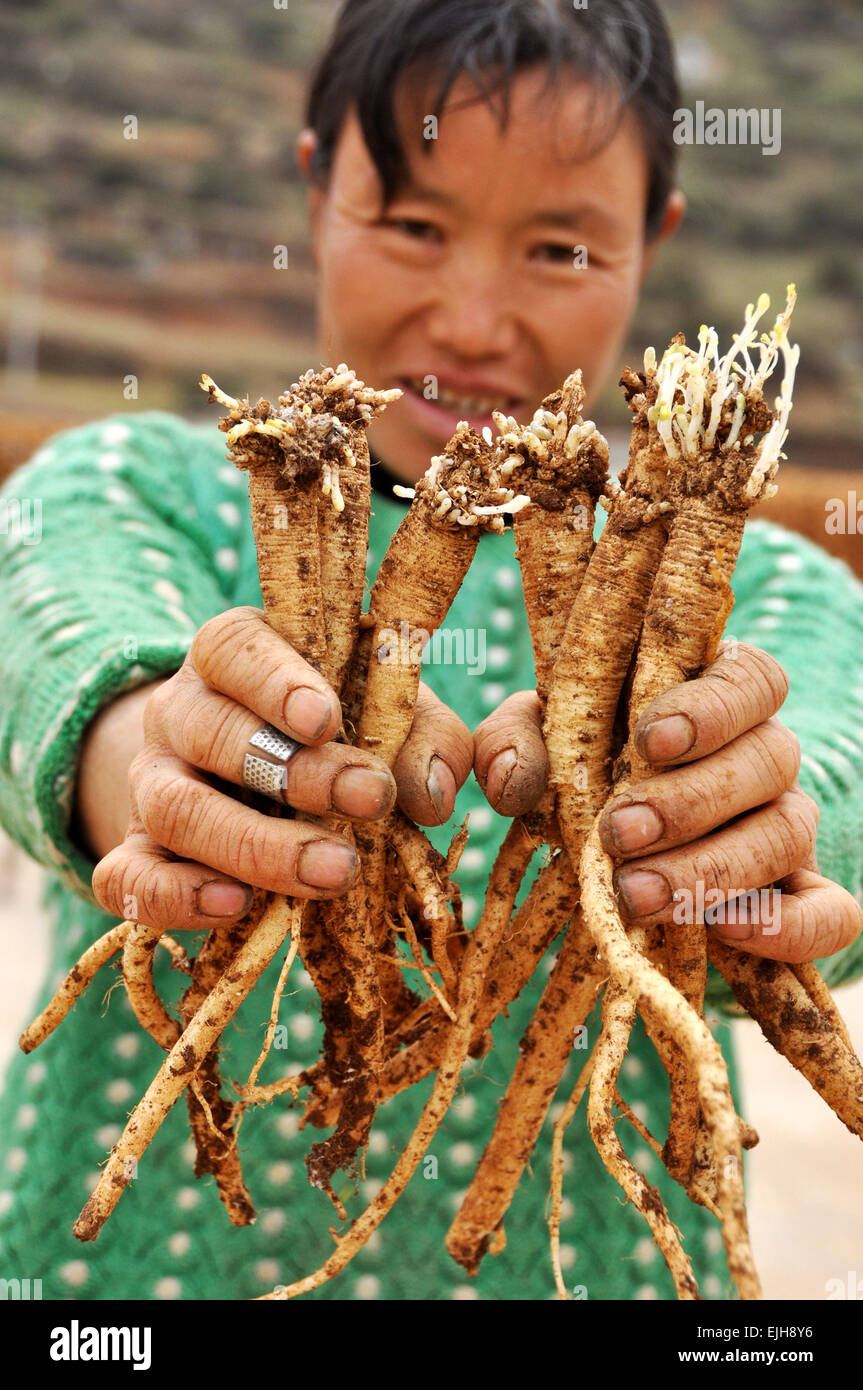 Weining, della Cina di Guizhou. 26 Mar, 2015. Un residente mostra cinese materiale medicinale Codonopsis pilosula in Weining County, a sud-ovest della Cina di Guizhou, Marzo 26, 2015. Zona piantando dei medicinali a base di erbe si attesta a 161.000 um (circa 10,733 ettari) in 2014 nella contea, con un valore della produzione di oltre 700 milioni di yuan (112,6 milioni di dollari USA). © Yang Wenbin/Xinhua/Alamy Live News Foto Stock