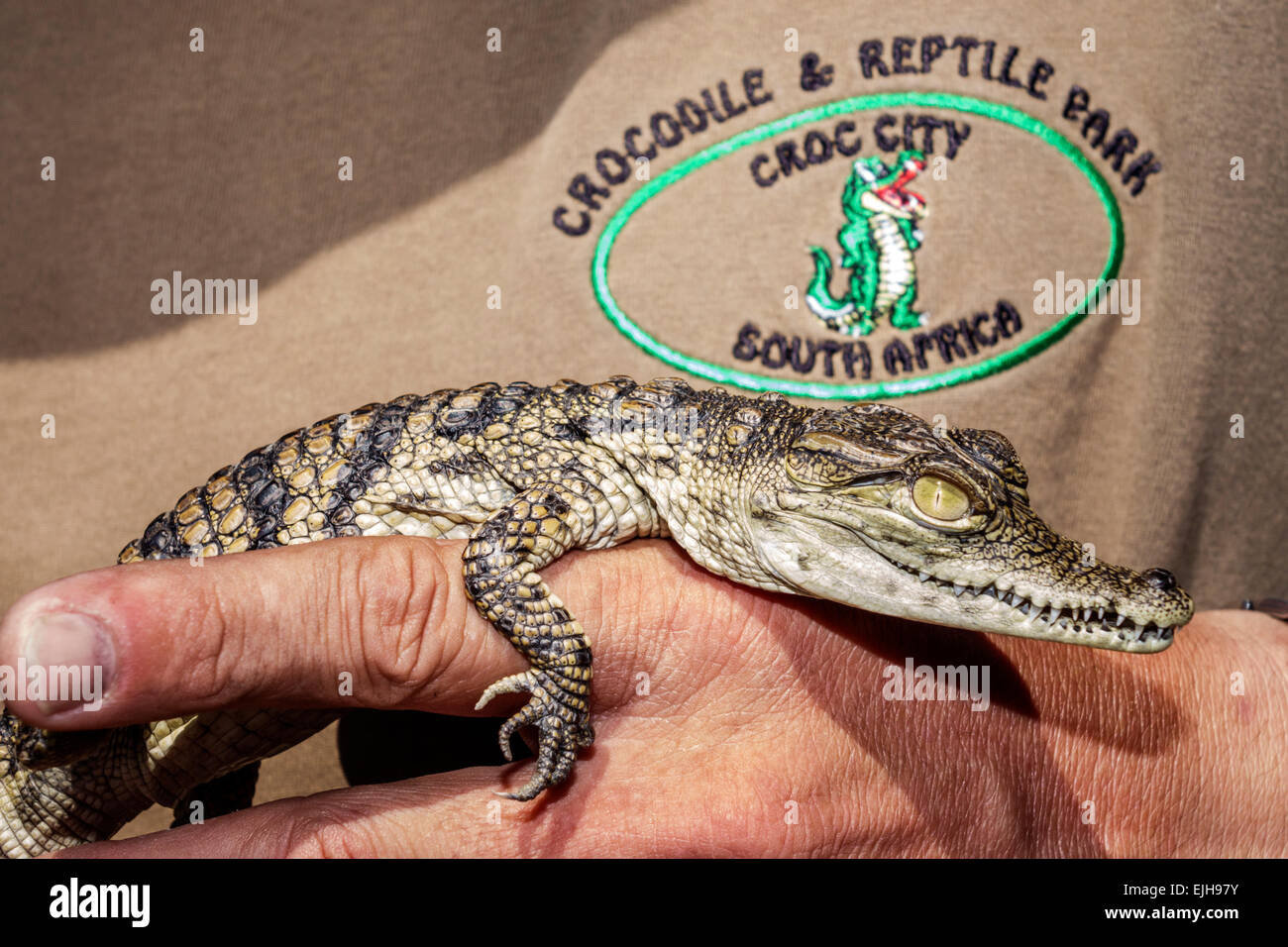 Johannesburg Sud Africa, Croc City Crocodile & Reptile Park, fattoria, bambini piccoli bambini, SAfri150305037 Foto Stock