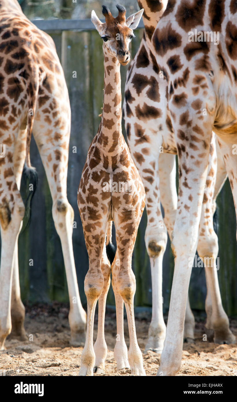 Un bambino la giraffa, nato alla fine del mese di febbraio, a Schwerin Zoo, 23 marzo 2015. Come ancora senza nome animale è a causa di essere battezzata il lunedì di Pasqua. Foto: Jens BUETTNER/dpa Foto Stock