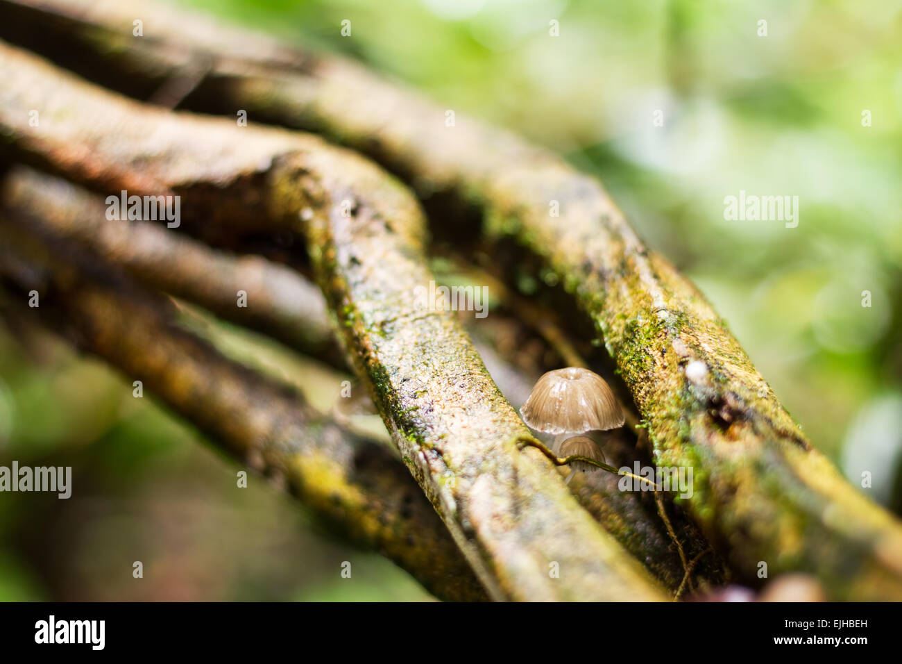 Funghi selvatici che crescono su TWISTED LIANA nella giungla ecuadoriana Foto Stock