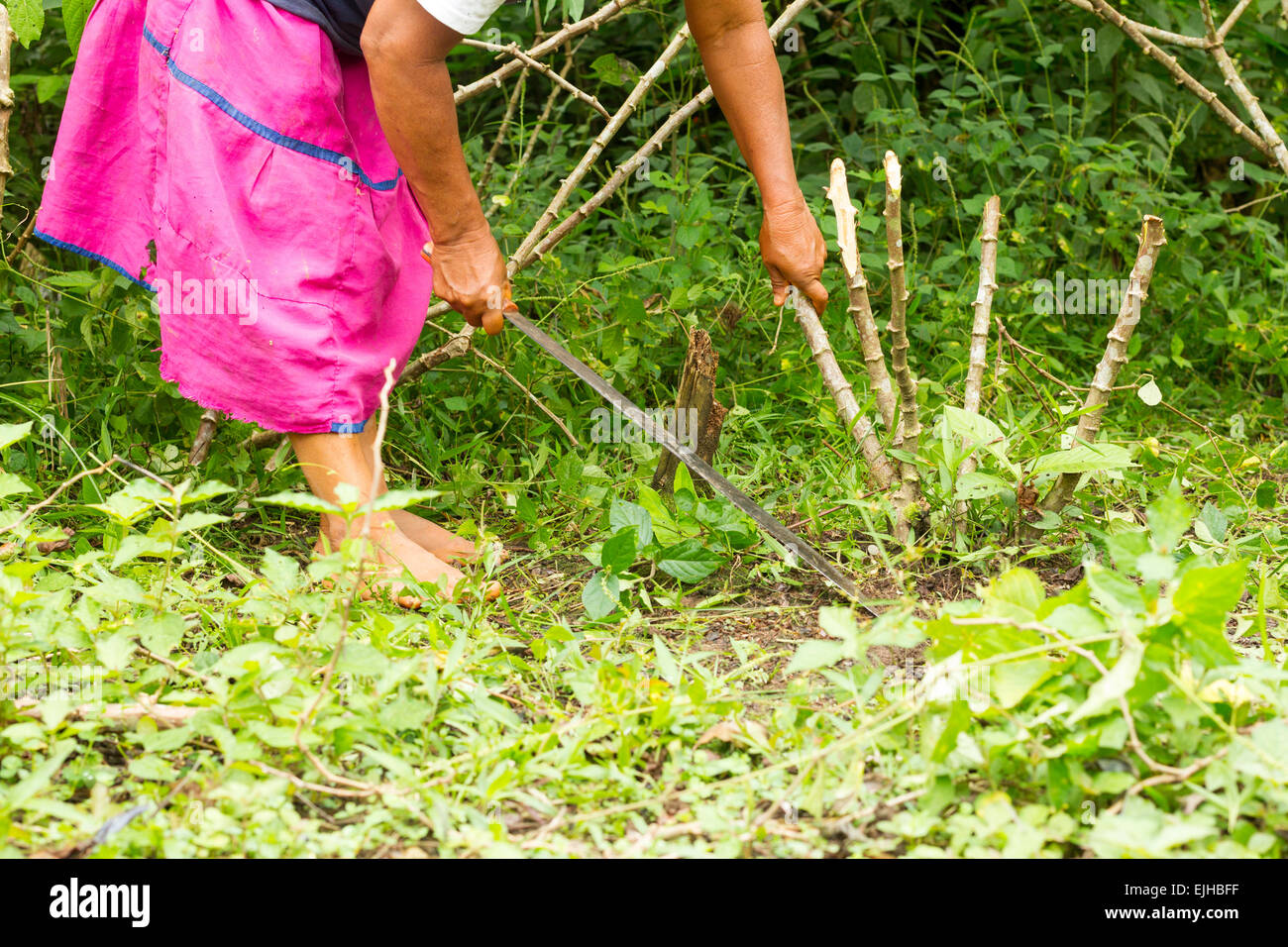 La donna non identificato con il machete per ripulire il campo di manioca in Amazzonia ecuadoriana Foto Stock
