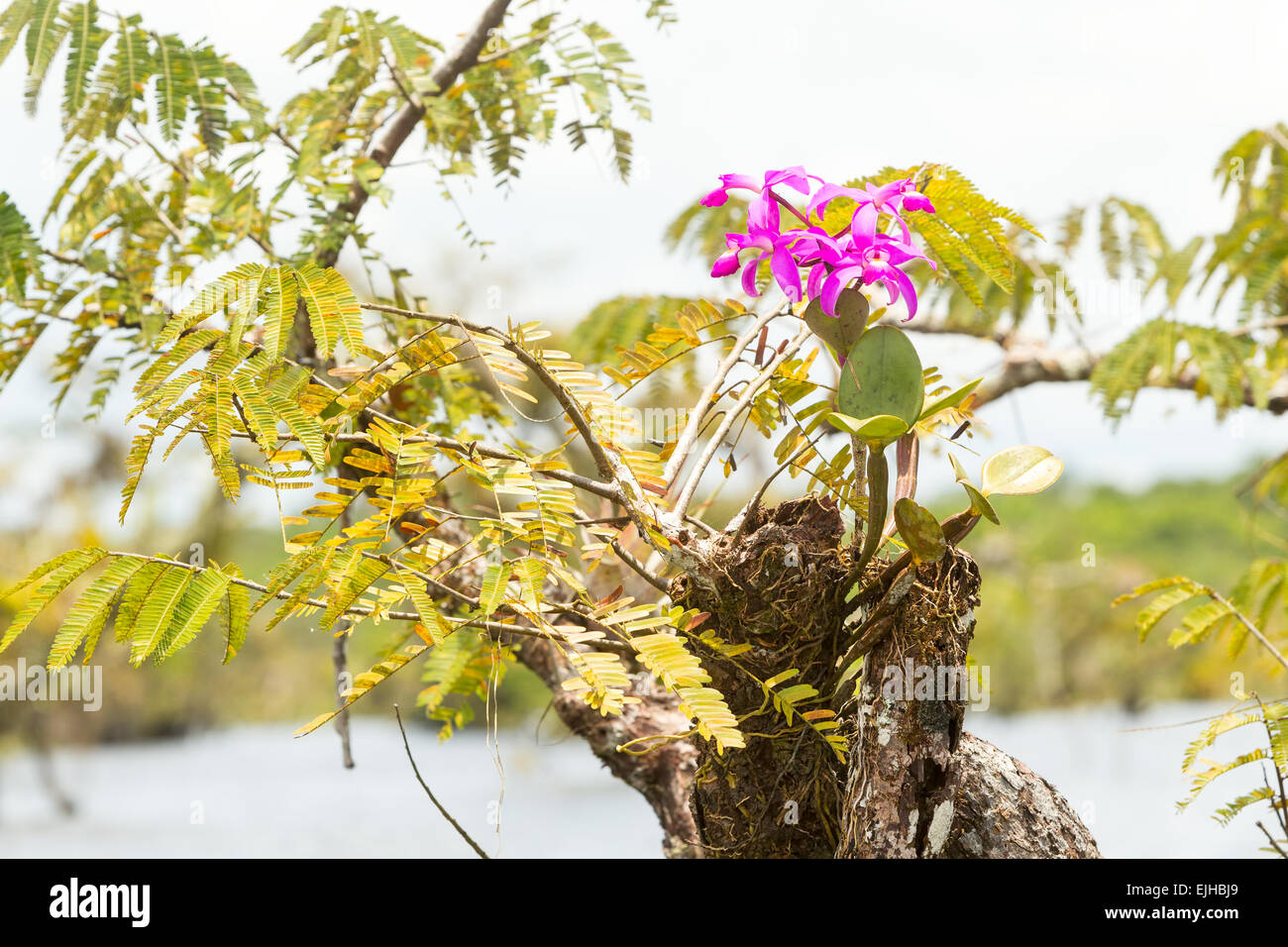 Orchidea viola in Amazzonia ecuadoriana Jungle Foto Stock
