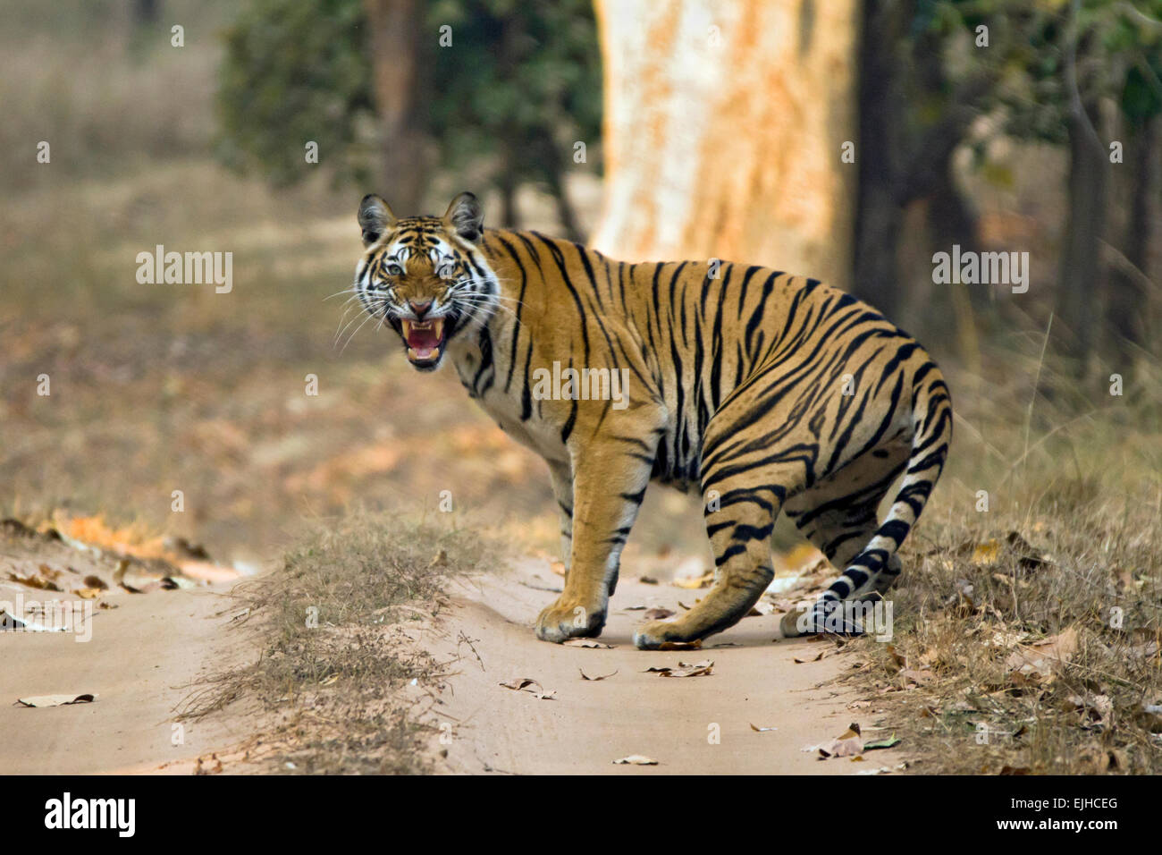 Tigre del Bengala (Panthera Tigris Tigris) mostrando i denti, Bandhavgarh, India Foto Stock