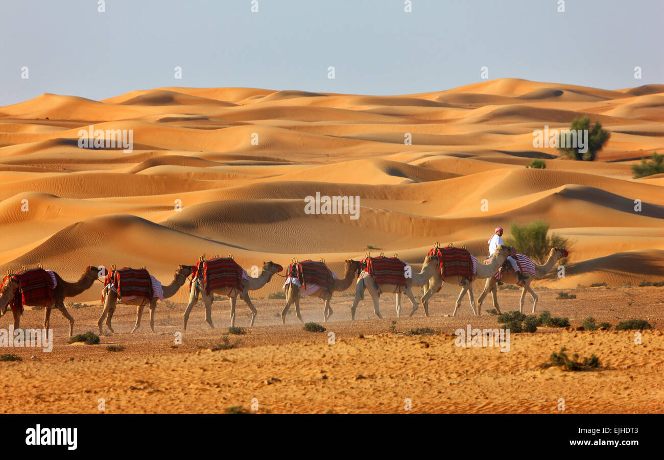 Camel caravan passeggiate, Dubai Desert vicino Al Maha resort Foto Stock