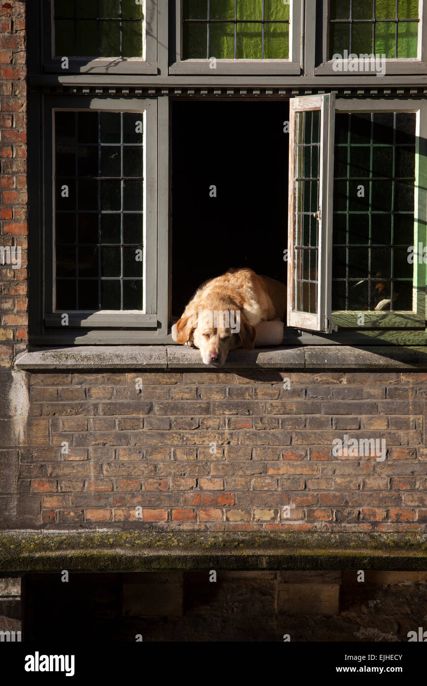 Cane in vetro in casa sul canale in Bruges, Belgio Foto Stock