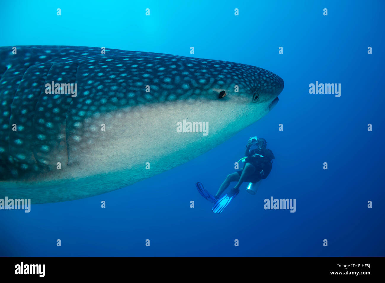 Squalo balena (Rhincodon typus) e subacqueo, South Ari Atoll, Maldive Foto Stock