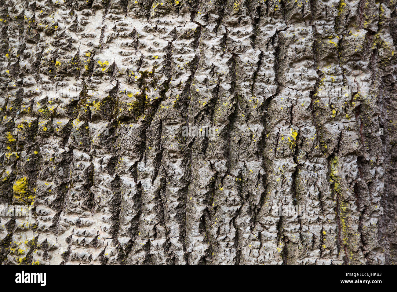 Parte di pioppo bianco con corteccia giallo moss Foto Stock