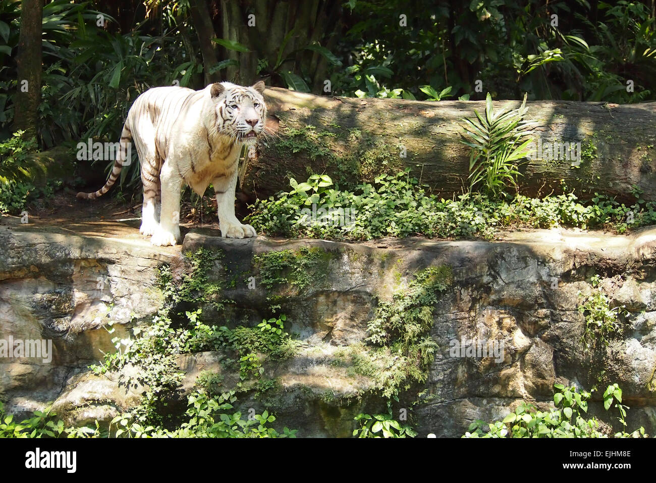 Tigre bianca indiana alla gabbia dello zoo Foto Stock