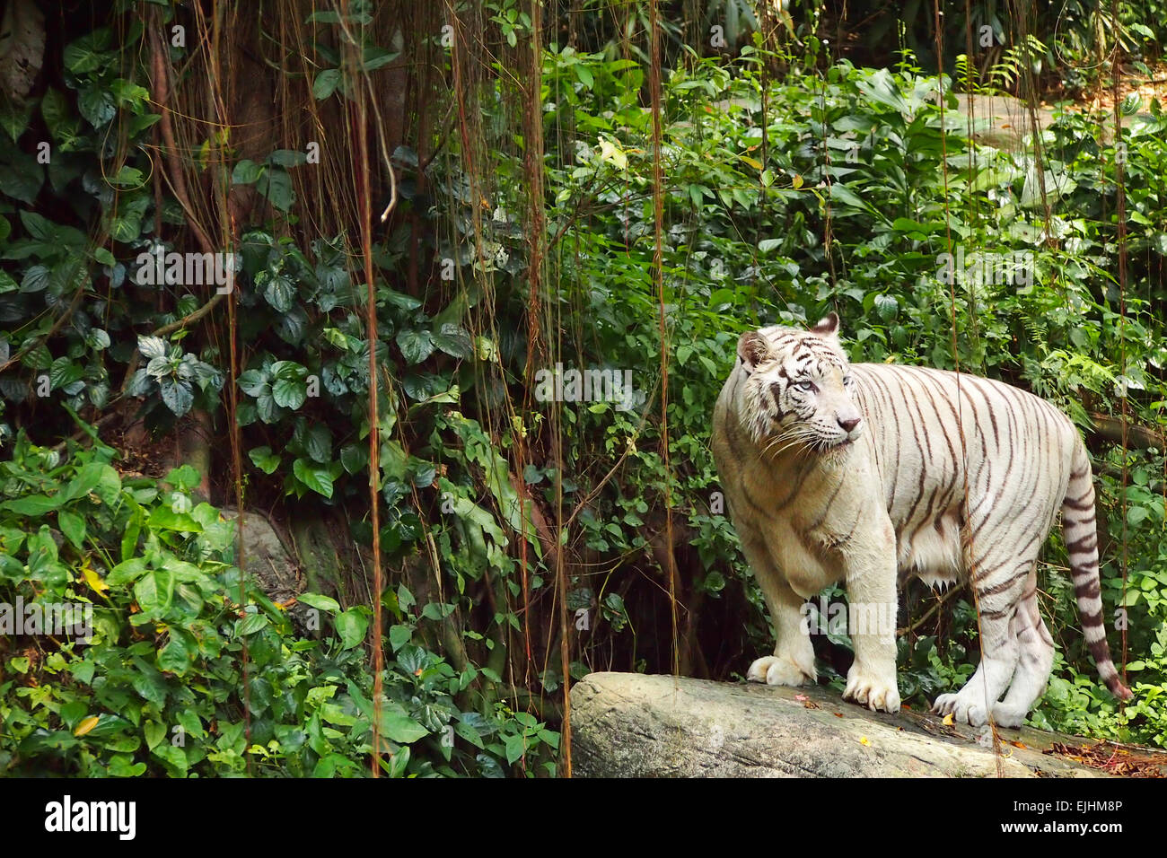 tigre bianca che si erge sulla roccia nella gabbia dello zoo Foto Stock
