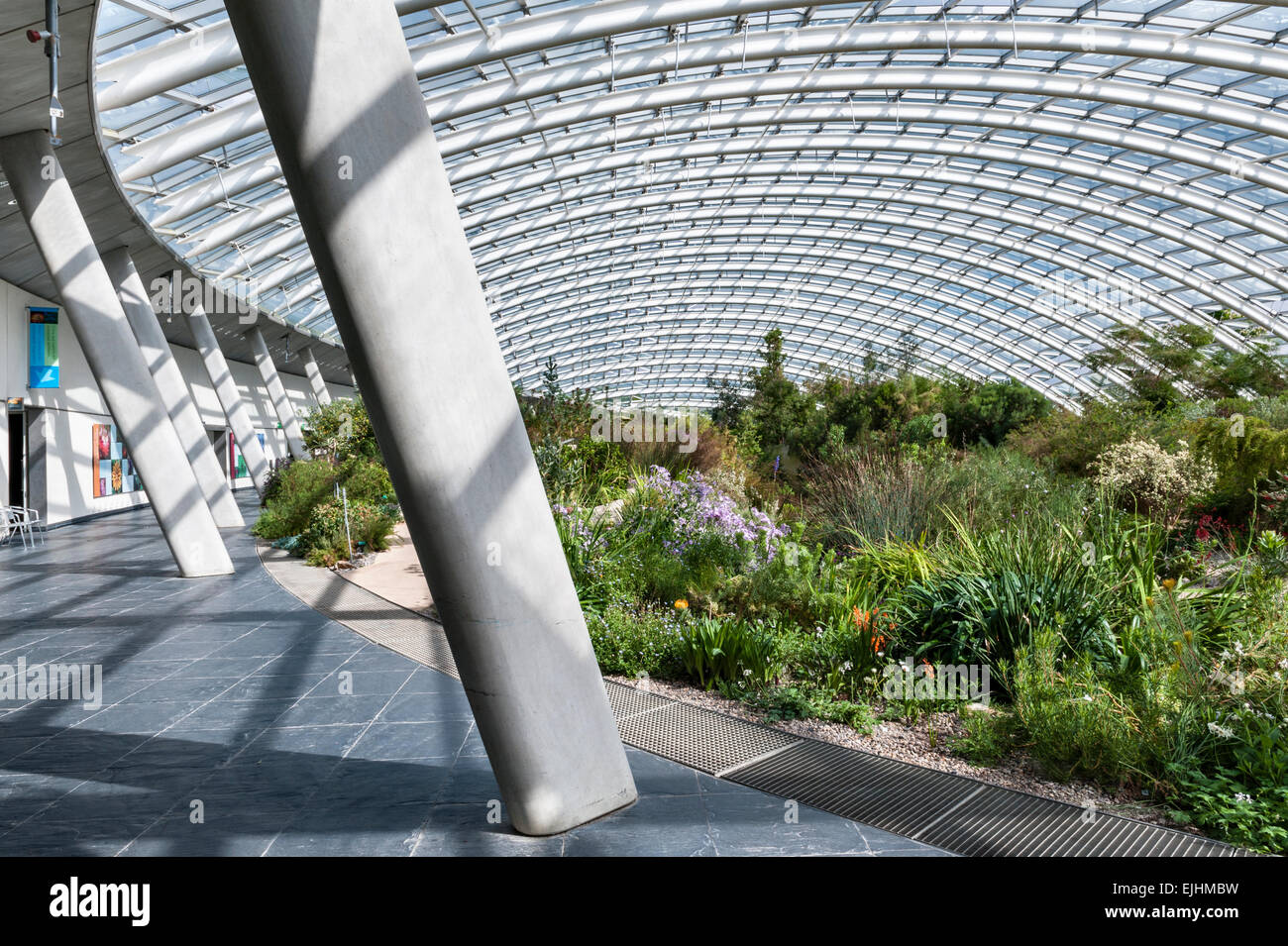 Interno della Great Glasshouse presso il National Botanic Garden of Wales, Llanarthney, Galles, Regno Unito, con piante provenienti da regioni climatiche mediterranee Foto Stock