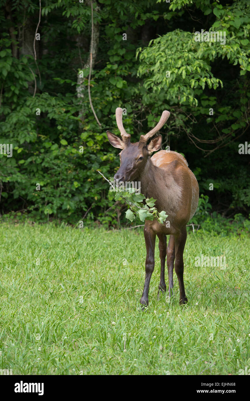 Elk nel Parco Nazionale di Great Smoky Mountains Foto Stock