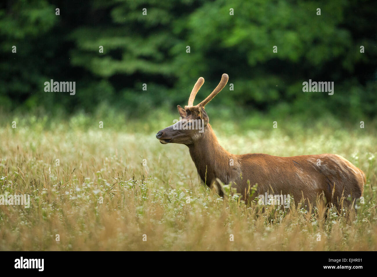 Elk nel Parco Nazionale di Great Smoky Mountains Foto Stock