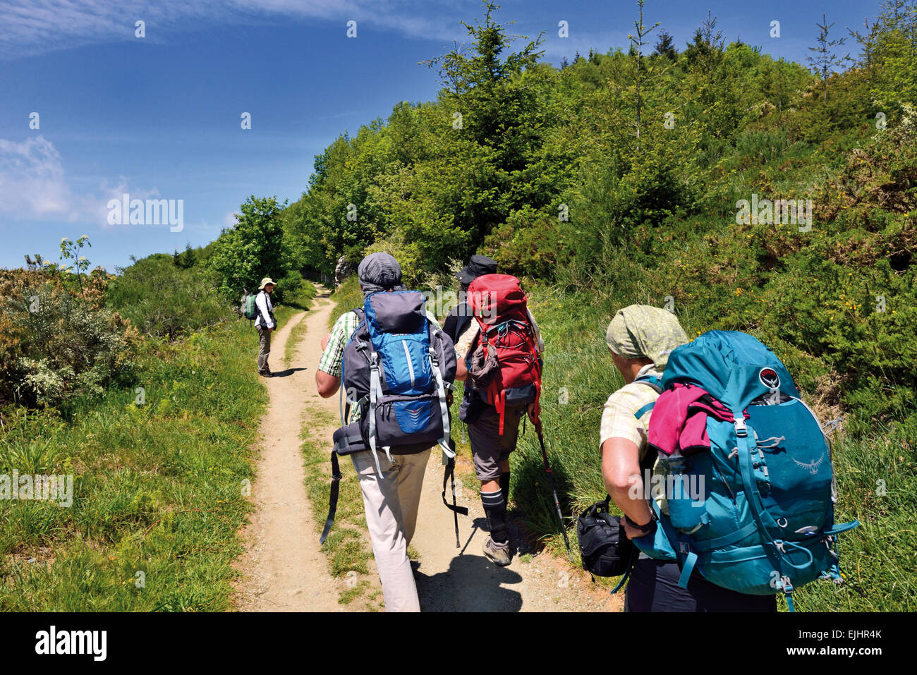Spagna Galizia: gruppo di pellegrini in cammino gli ultimi chilometri prima del villaggio di montagna O Cebreiro Foto Stock