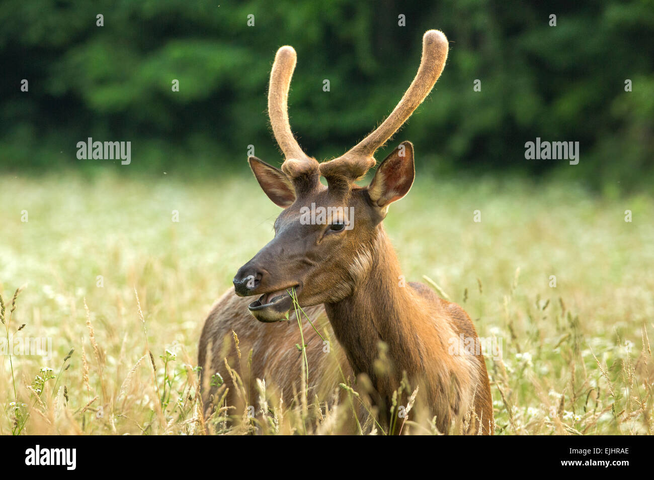 Elk nel Parco Nazionale di Great Smoky Mountains Foto Stock