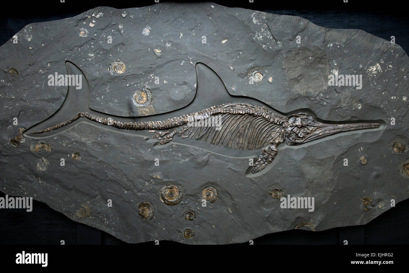 Dinosaurland museo fossile,Lyme Regis,Dorset, Regno Unito. un fossile ichthyosaur del giurassico Foto Stock