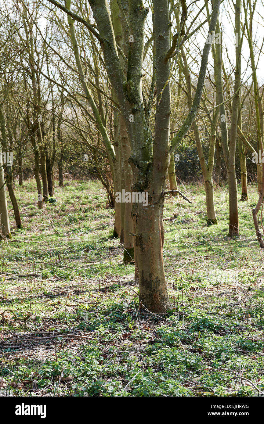 Un supporto di miste di alberi nativi Ash & acero campestre, cresciuto sulla conservazione agricoli terreni. Foto Stock