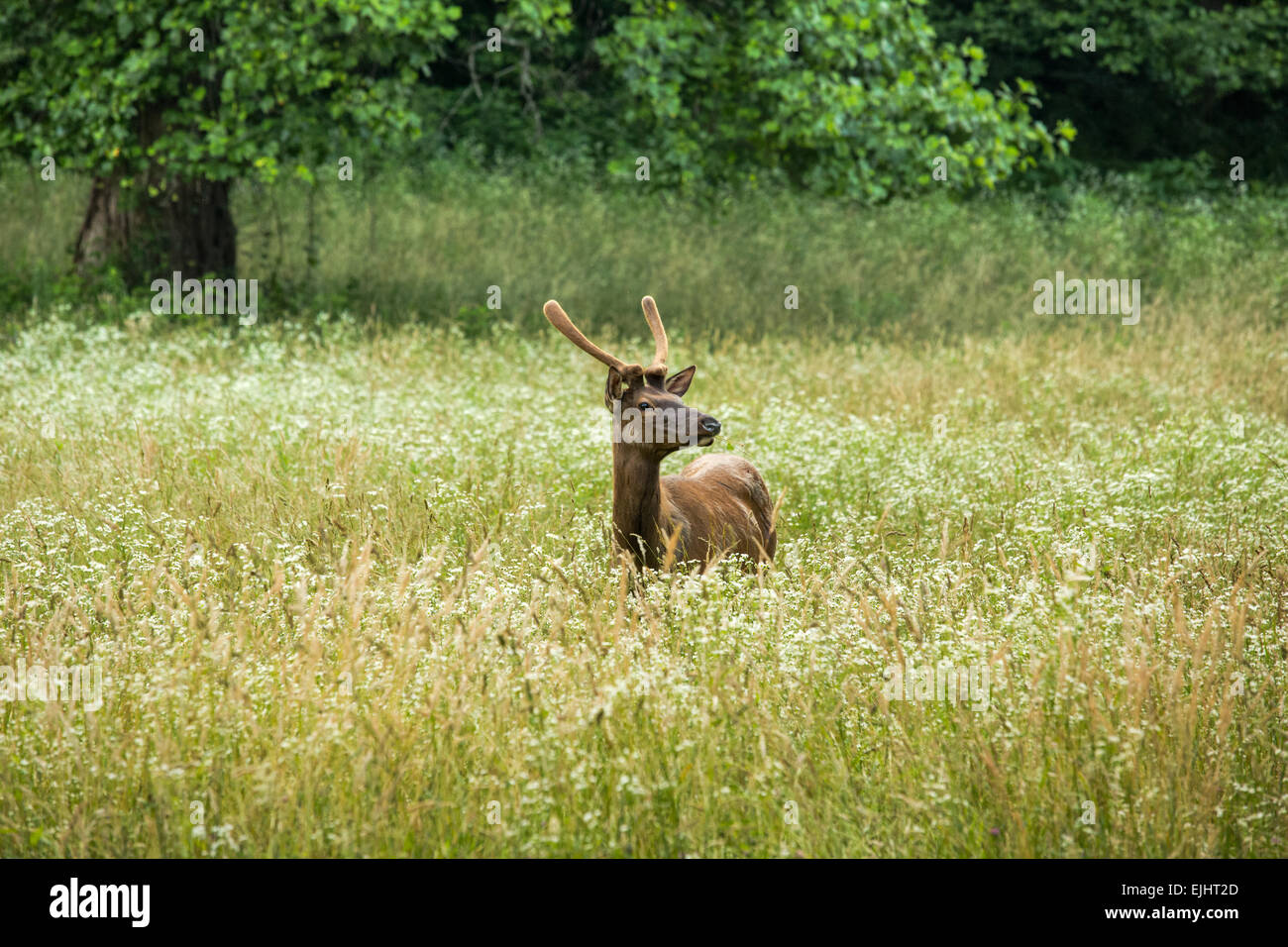 Elk nel Parco Nazionale di Great Smoky Mountains Foto Stock