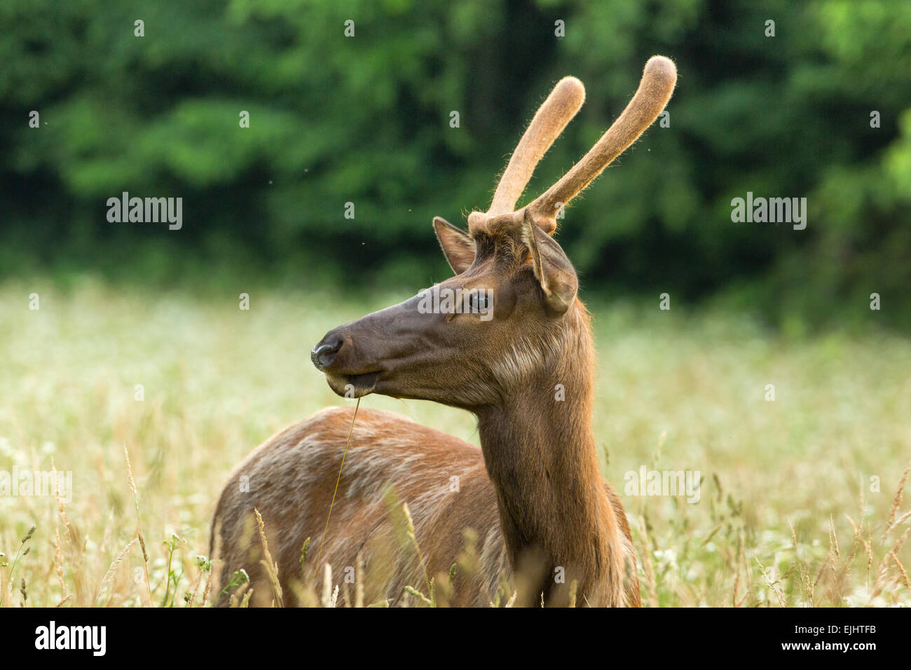 Elk nel Parco Nazionale di Great Smoky Mountains Foto Stock