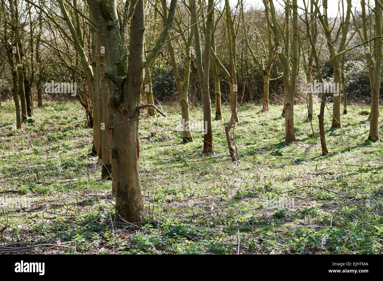 Un supporto di miste di alberi nativi Ash & acero campestre, cresciuto sulla conservazione agricoli terreni. Foto Stock