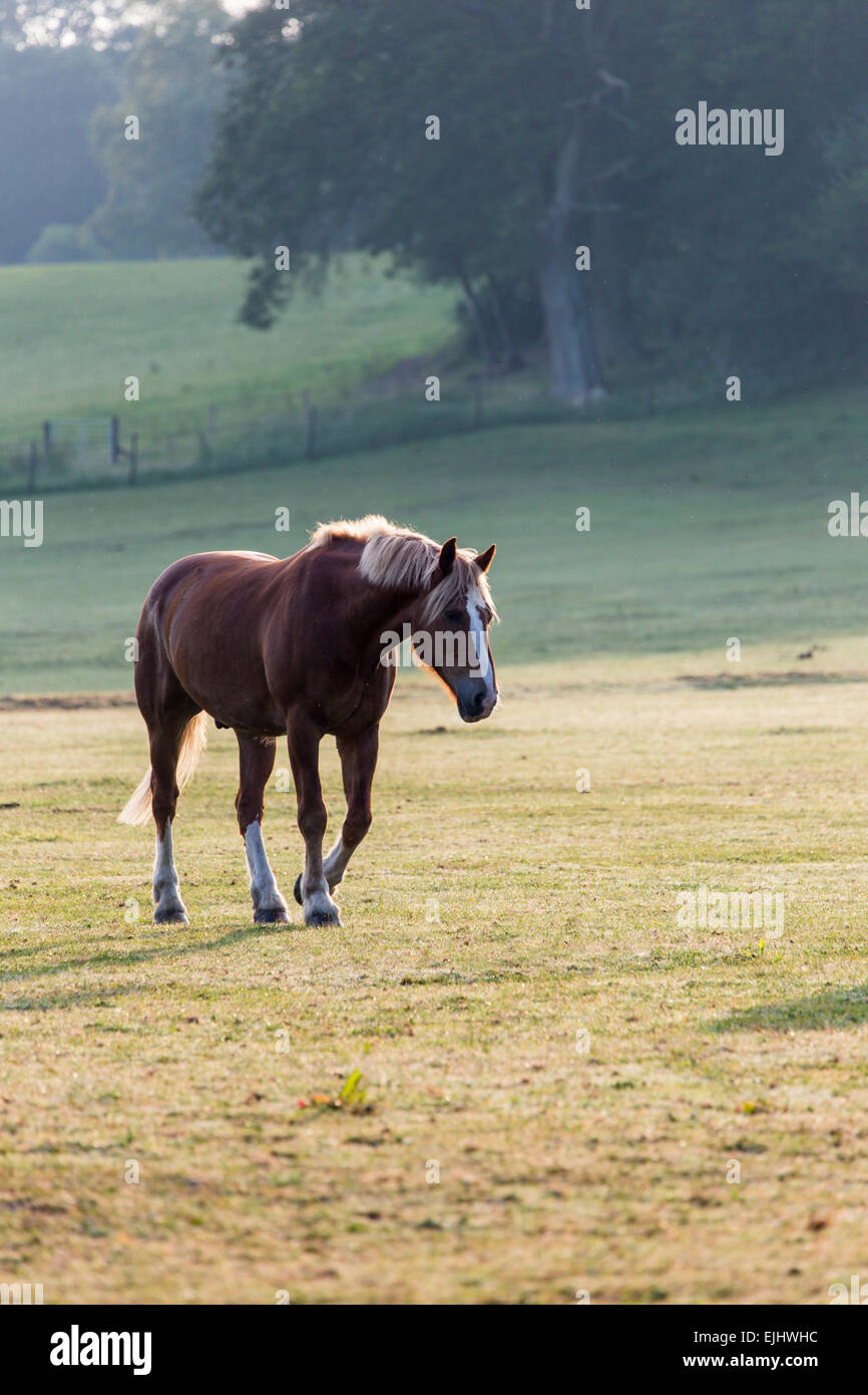 Carrello cavallo in campo nella nuova foresta, Inghilterra Foto Stock