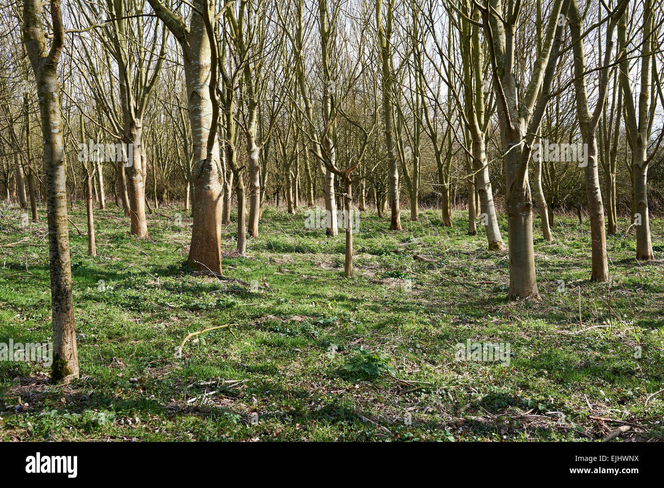 Un supporto di miste di alberi nativi Ash & acero campestre, cresciuto sulla conservazione agricoli terreni. Foto Stock