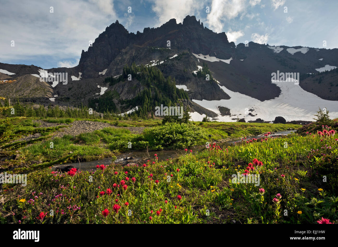 OREGON - Pennello che fiorisce in alto Canyon Creek Prato al di sotto di tre dita Jack in Mount Jefferson Wilderness area. Foto Stock