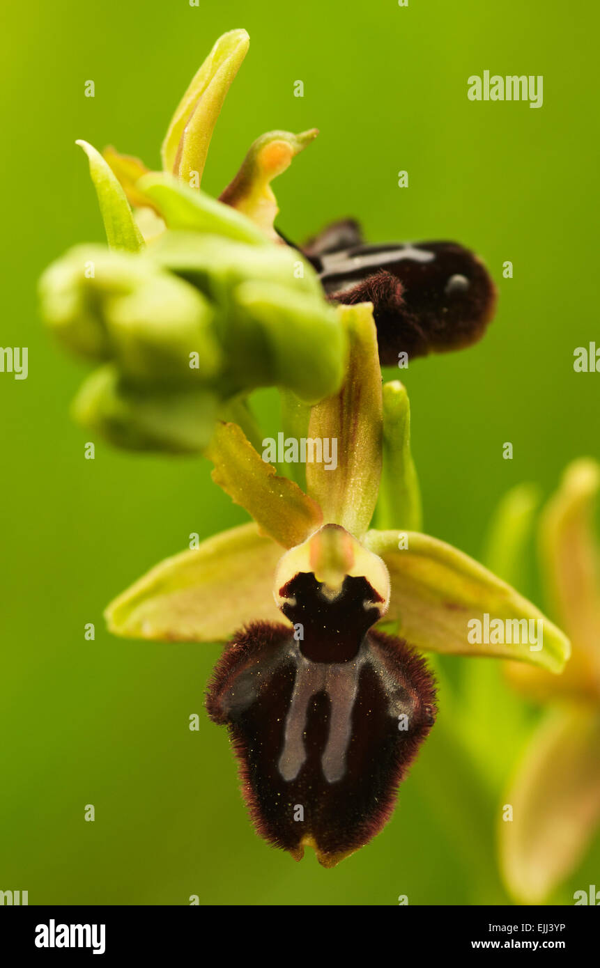 Inizio Spider Orchid flower - Ophrys incubacea Foto Stock