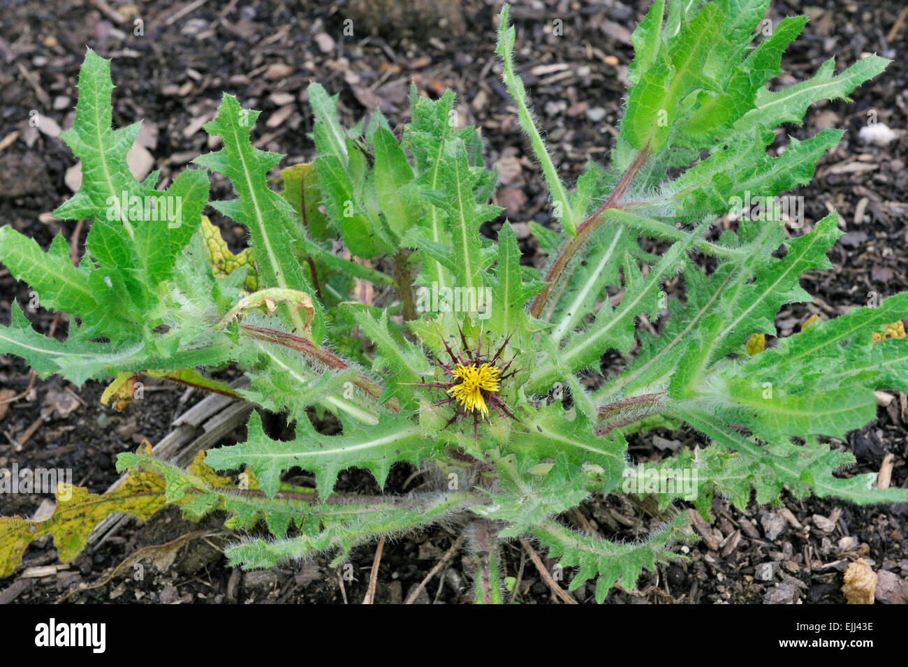 San Benedetto thistle / beato thistle / holy thistle / spotted thistle (Cnicus benedictus) in fiore, Mediterranea Foto Stock