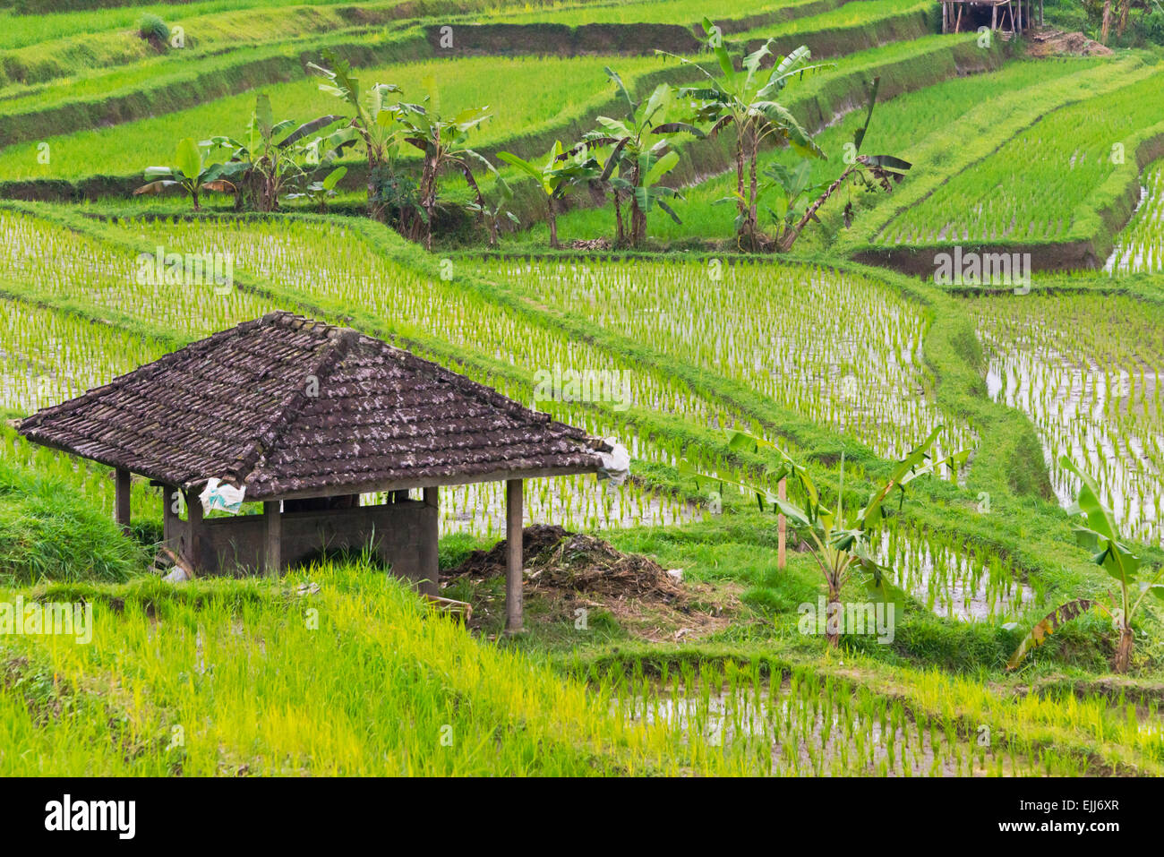 Riempito di acqua terrazze di riso, isola di Bali, Indonesia Foto Stock
