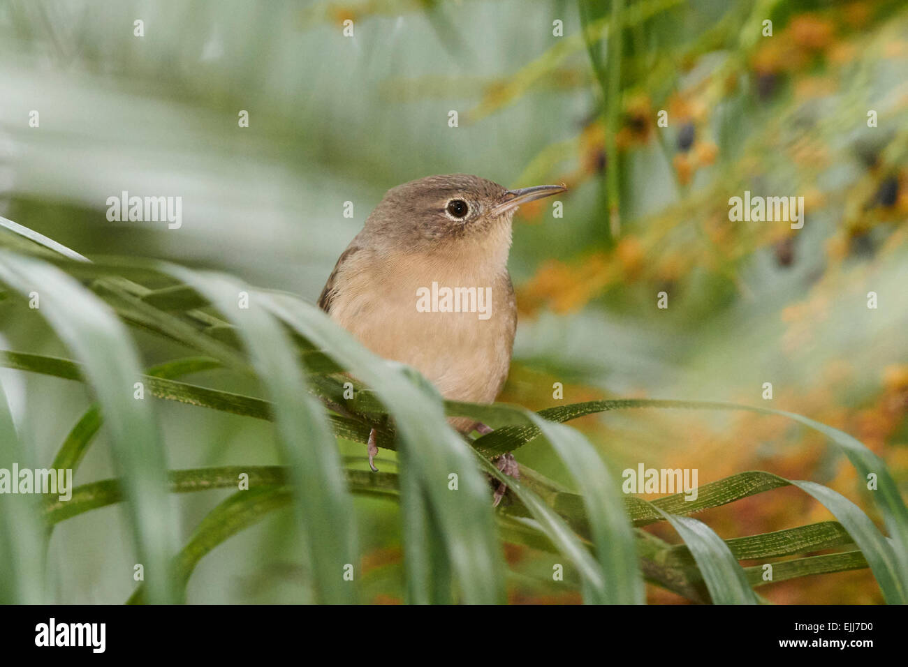 Appollaiato House Wren Foto Stock