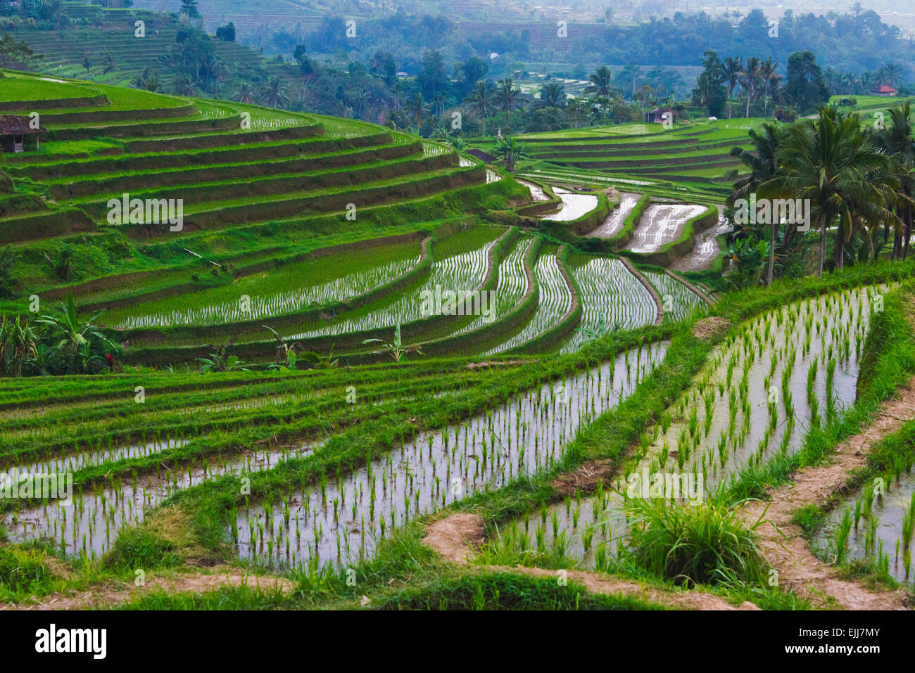 Riempito di acqua terrazze di riso, isola di Bali, Indonesia Foto Stock