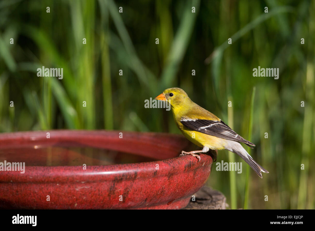 Americano femmina cardellino appollaiato su un Bagno uccelli Foto Stock