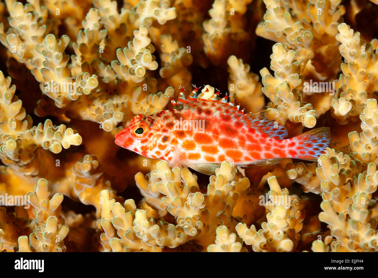 Coral Hawkfish, Cirrhitichthys oxycephalus, in appoggio sui coralli duri sulla barriera corallina. Noto anche come Pixie o Threadfin Hawkfish Foto Stock