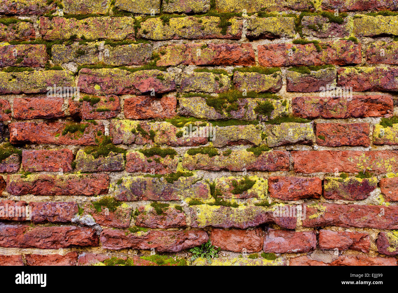 Muro di mattoni texture Foto Stock