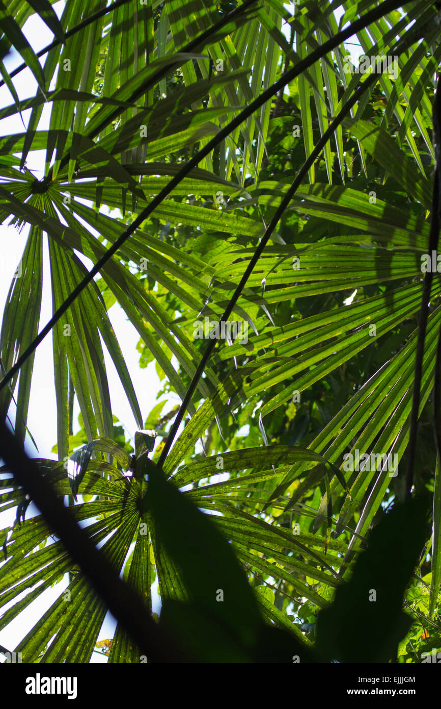 Vegetazione tropicale, Costa Rica Foto Stock
