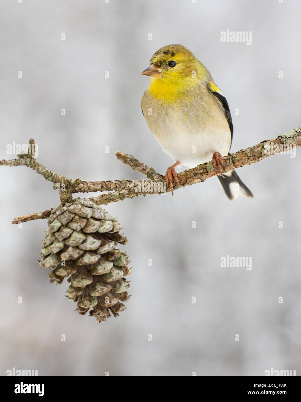 Un oro americano finch appollaiato dopo una tempesta di neve nel nord Carolina. Foto Stock