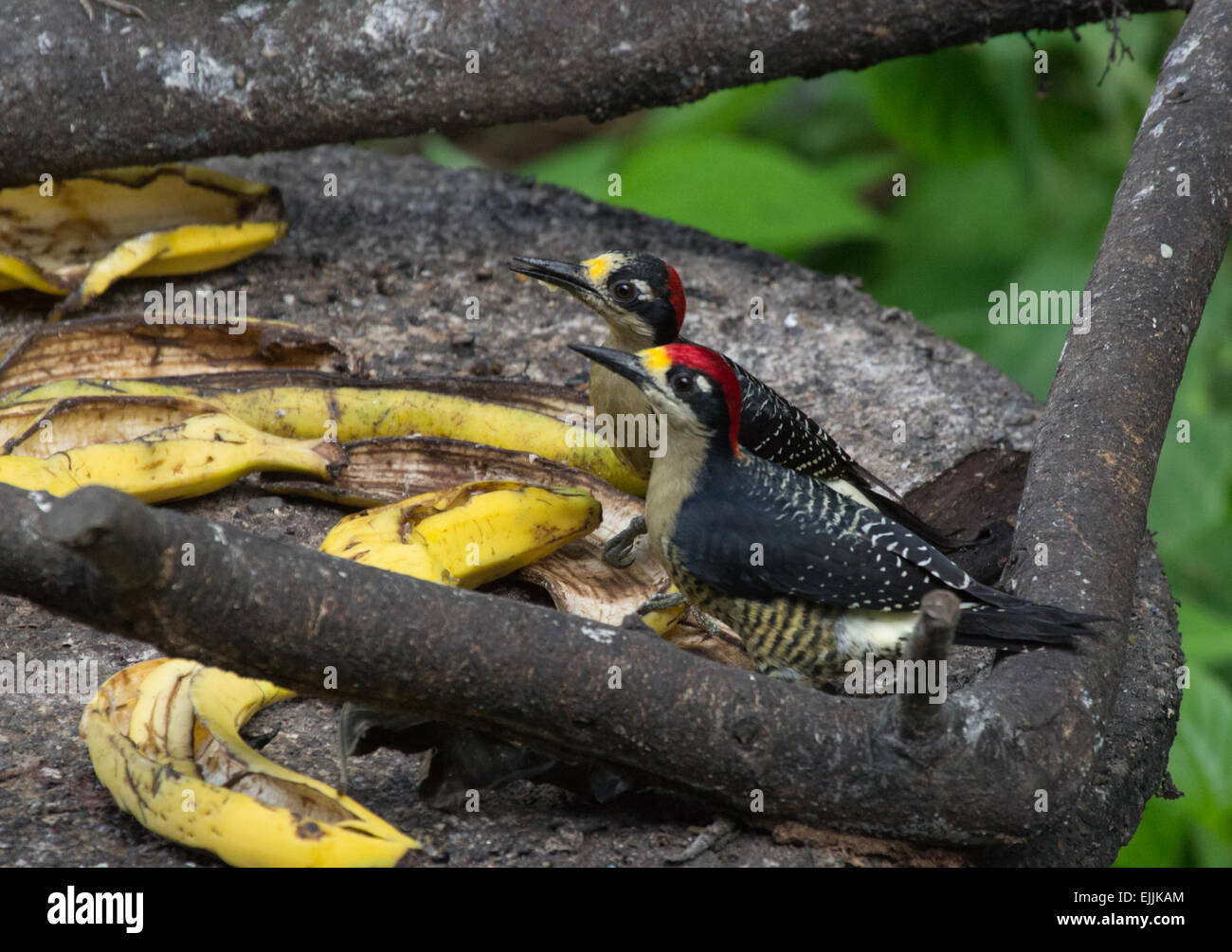 Due nero-cheeked picchi su un uccello tabella di alimentazione in Costa Rica Foto Stock
