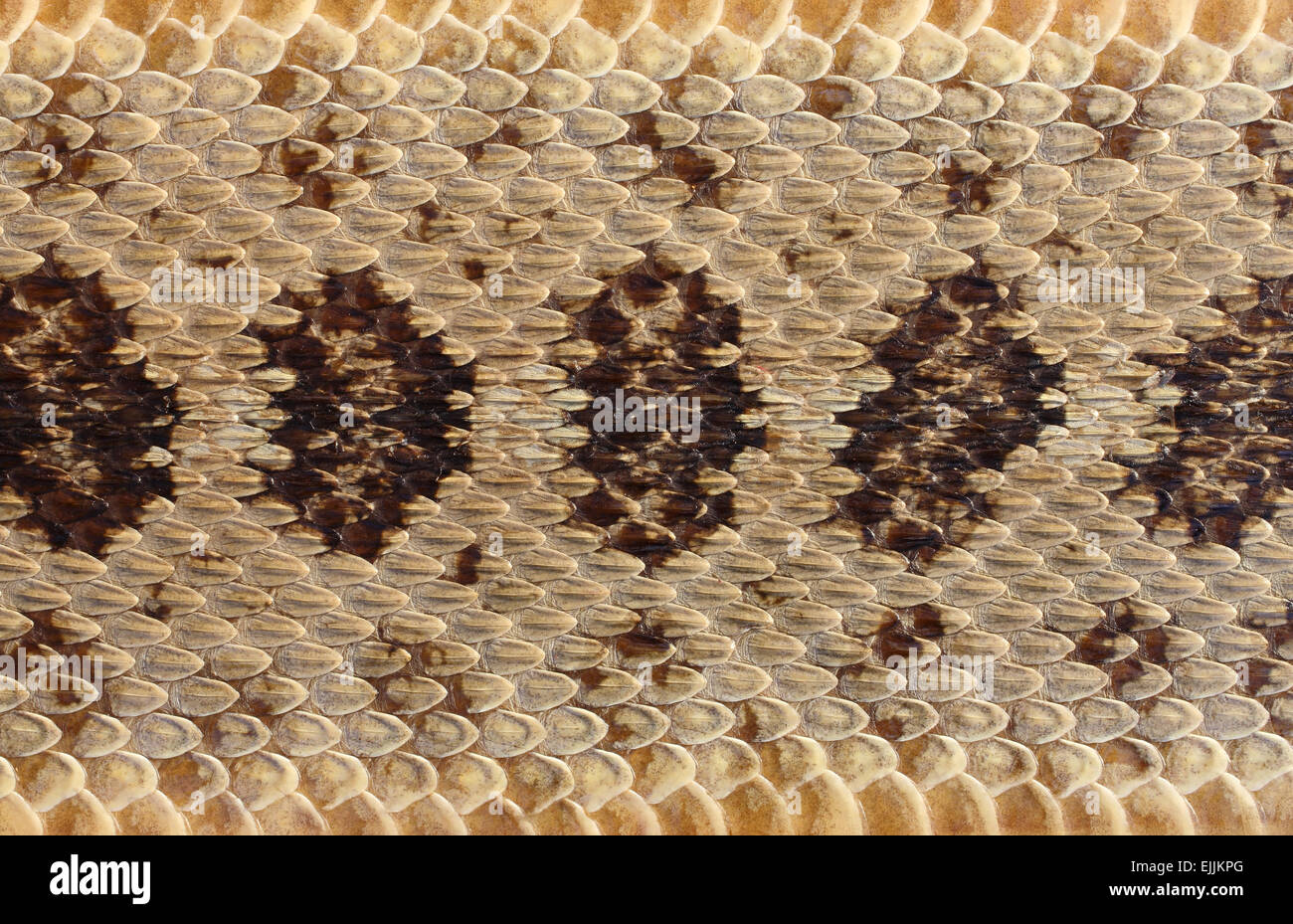 closeup rattlesnake pelle sfondo Foto Stock