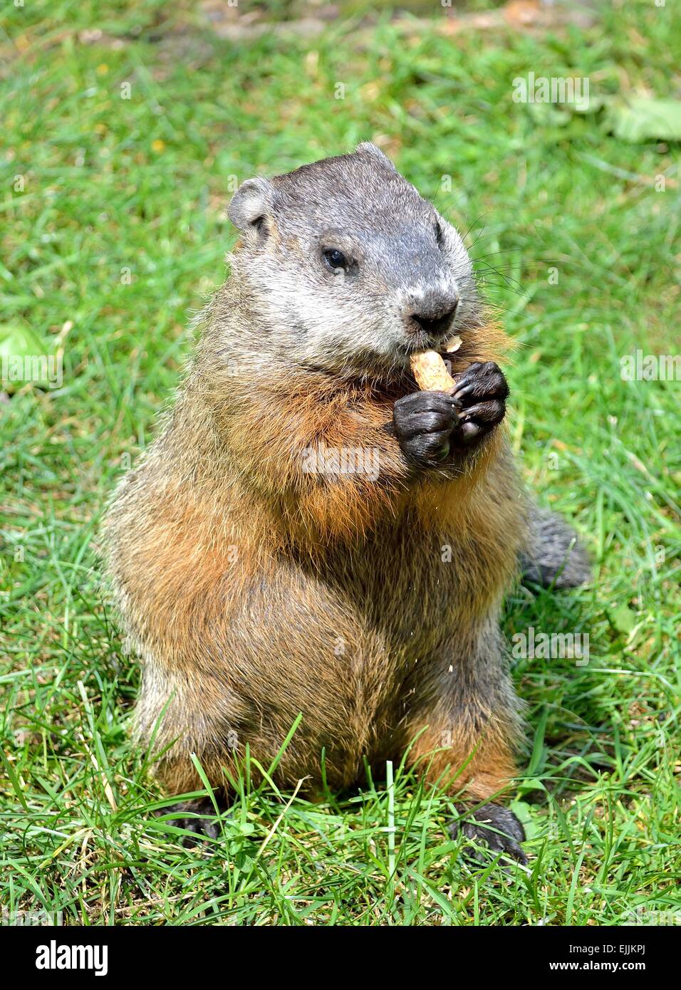 Close-up di un porco di massa sull'erba mangiando una nocciolina. Foto Stock