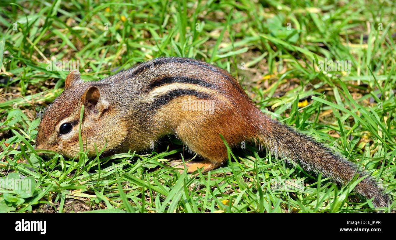 Primo piano di uno Scoiattolo striado sull'erba in cerca di cibo. Foto Stock